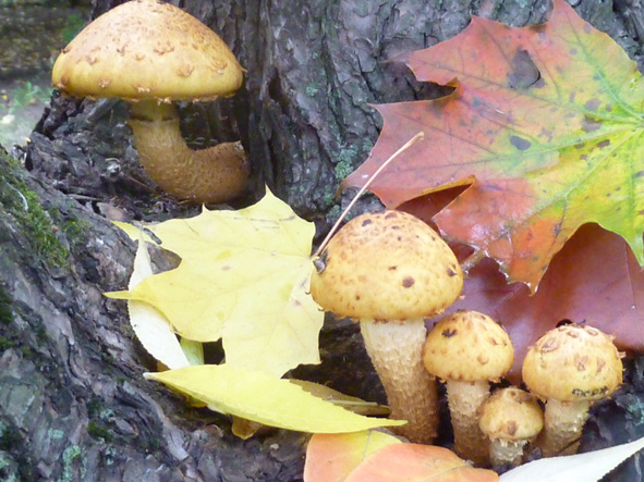 Наша дружная семейка! фото автора