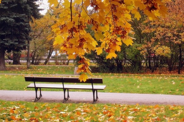 Листья Желтые Над Городом Фото
