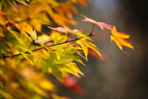 Осенний день листвой златой кружится...