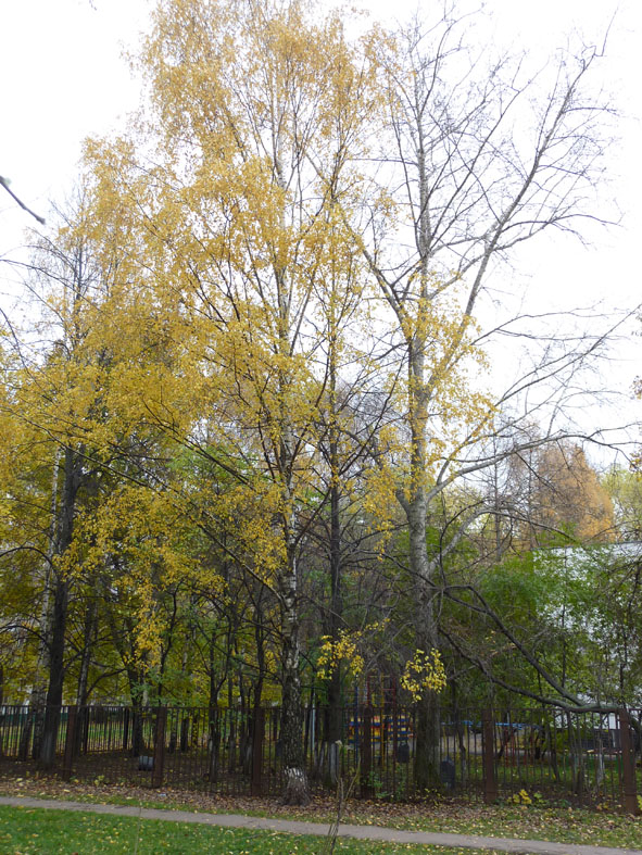 Тополь! Ну, не спи, я раздеваюсь... фото автора