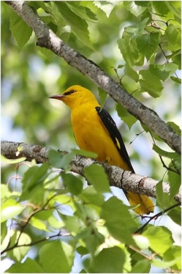 Птица плачет...