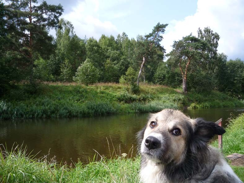 У меня собака сука! фото автора