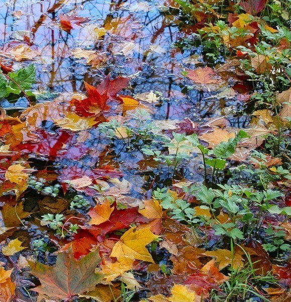 Куражится осень...