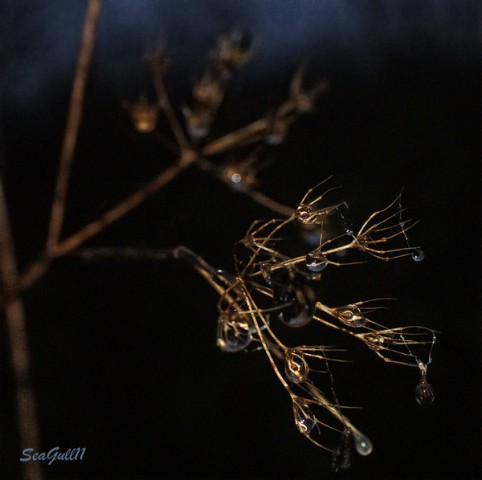 Засушить себе б душу...