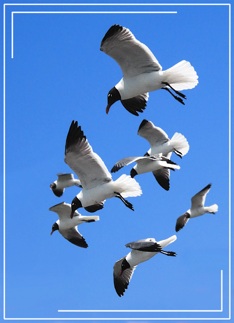 Хроники пикирующих бомбардировщиков