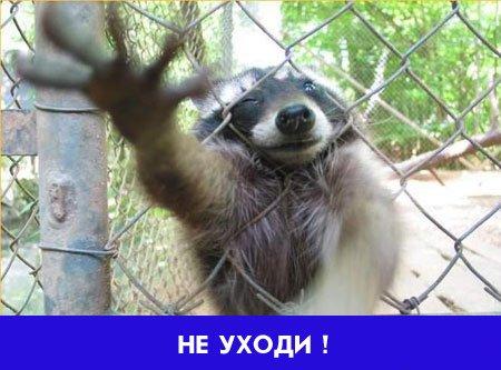 петушок-золотой гребешок... сказка...