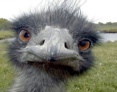 Шедевры, измы и стандарты...