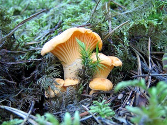 тихая охота