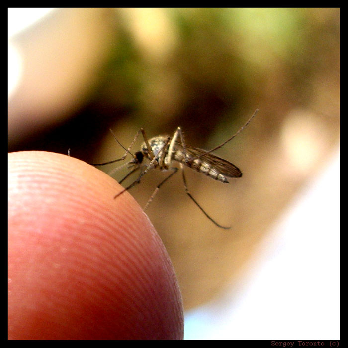 Комары к чему снятся в большом количестве. Большие комары кусаются.