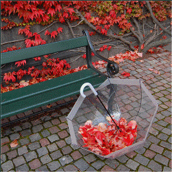 сюжет ноября