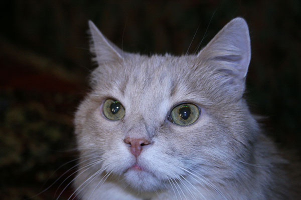 Посвящение Ефиму