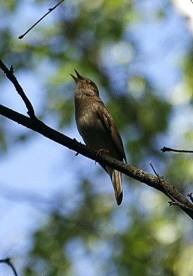 Утренняя песня...
