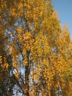 Вспышка чарующих красок