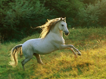 По зеленому лугу... Сергей Козерогов