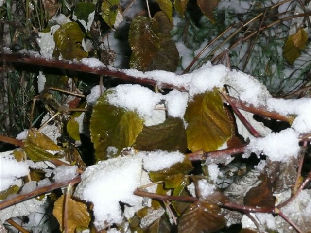 Двуликий ноябрь