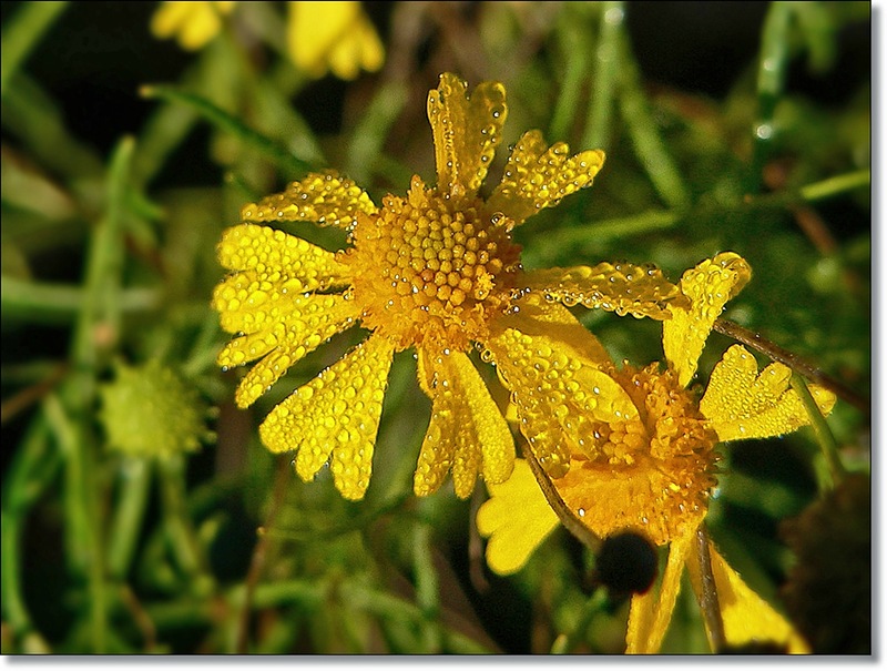 Цветы поникли под дождём