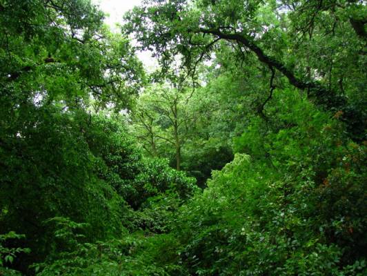 Зелёный вакуум