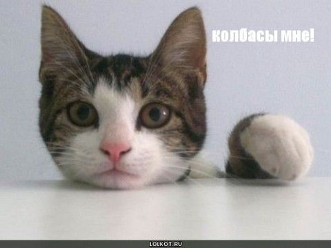 Кошкин выходной