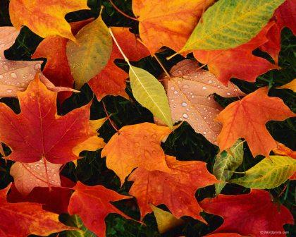 Лiсова мозаiка