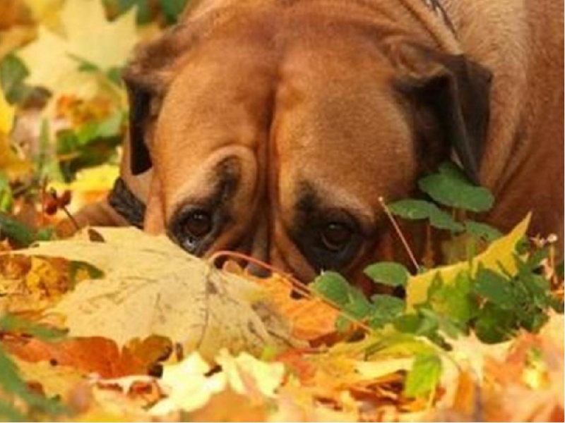 Добрый жалко. Животные в листве. Осенние звери. Доброе утро осень собаки. Доброе утро осень щенки.