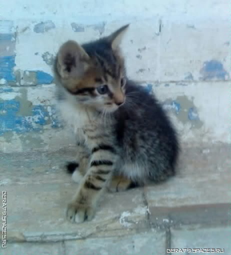 Котёнок Митя