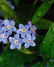 Боюсь о чувствах Ей сказать