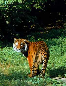 для Пушистика