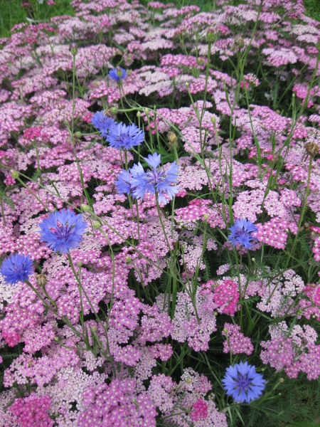 Полевые цветы