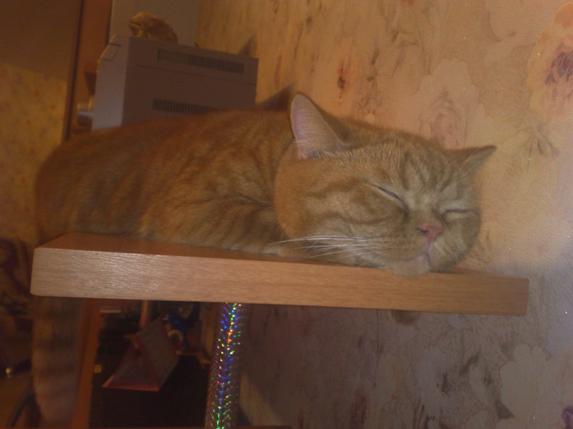 Утренний бред