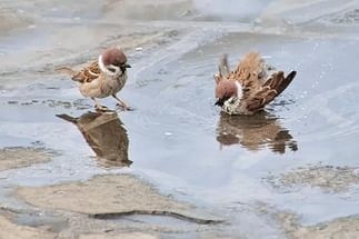 Барахтаются воробьи в пыли...