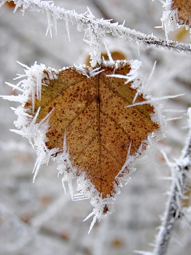 Две подруги