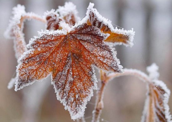 В сомненьях чувства трепетны и живы