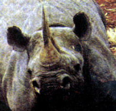 Последний носорог