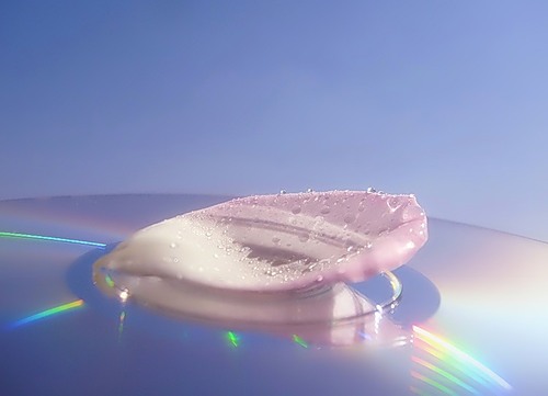 Я привыкаю к звукам тишины