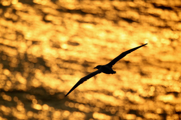 Северная птица