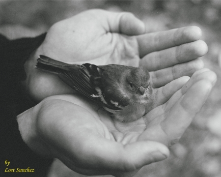 Согрей воробышка...