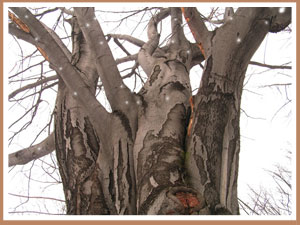 Старый тополь