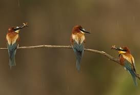 Разговор птиц