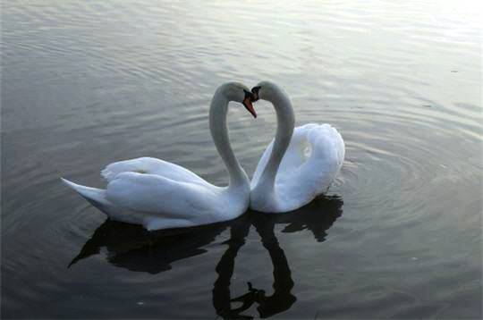 Далеко - но рядом и вместе!