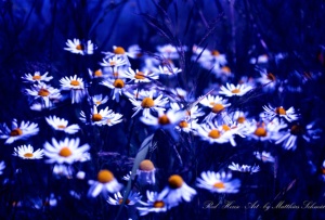 Я живу при красоте...