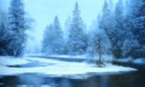 Лес в синеве