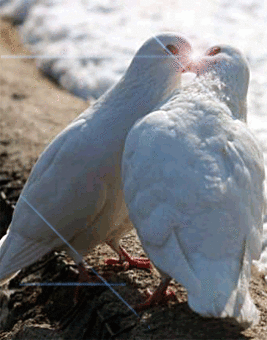 На все - Божа воля