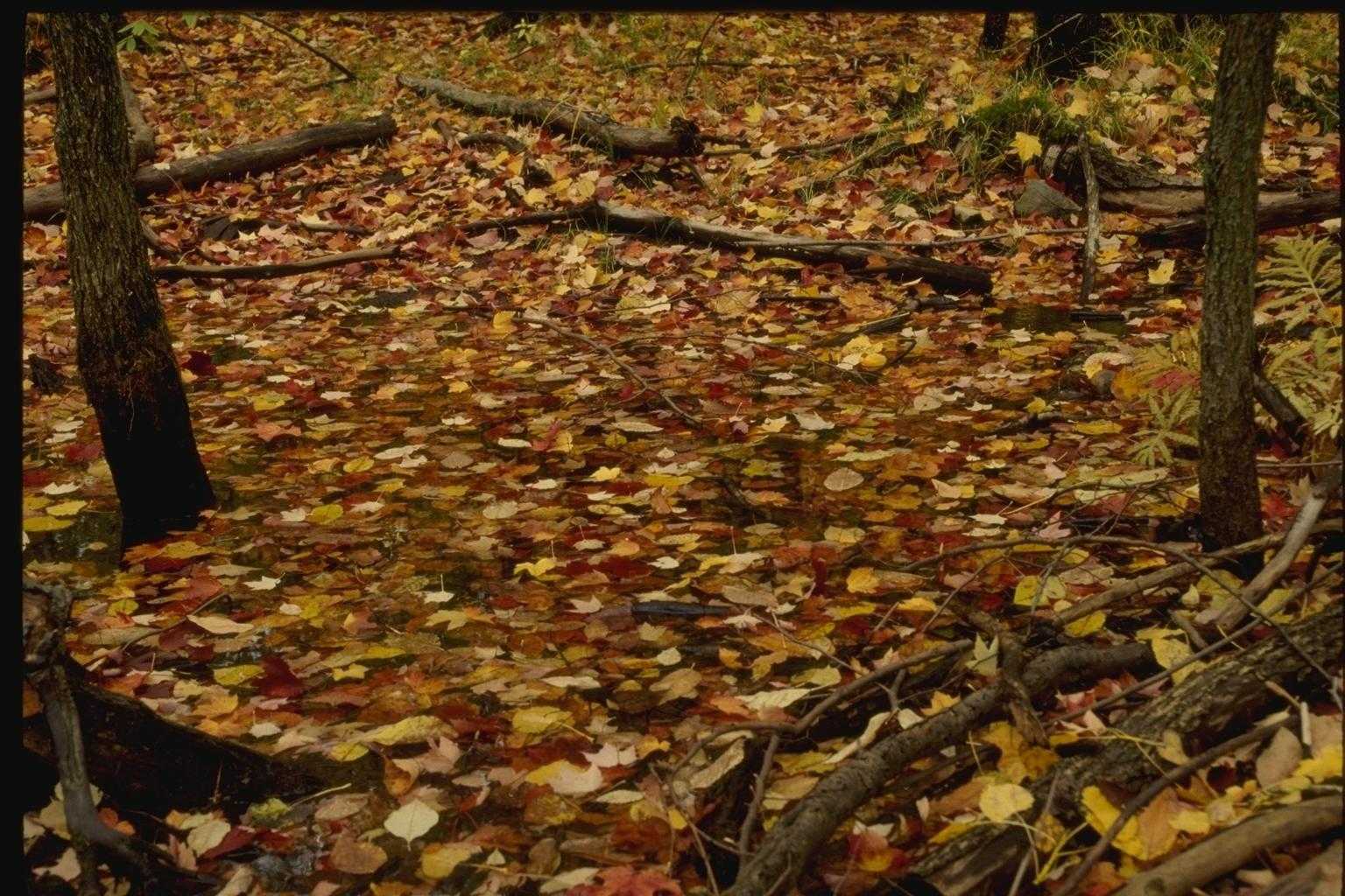 посмотрите на фотографию опавших осенних листьев