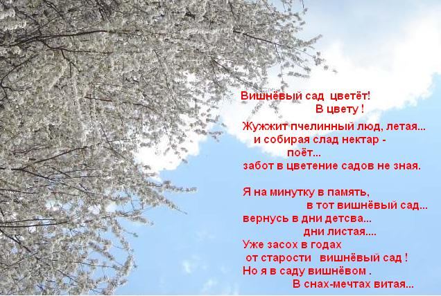 тележка вишен для продажи