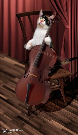 Кот в миноре