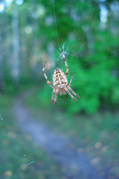 Кресты судьбы