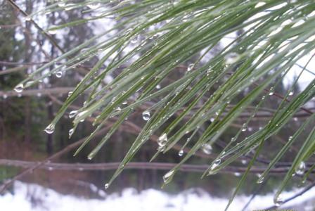 Краплi запiзнiлого дощу