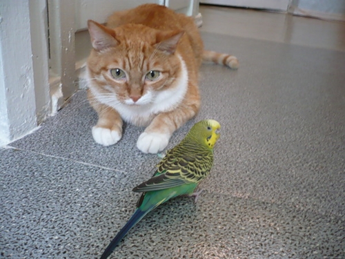 Конкурс пяти слов - Крылья, ноги и хвосты