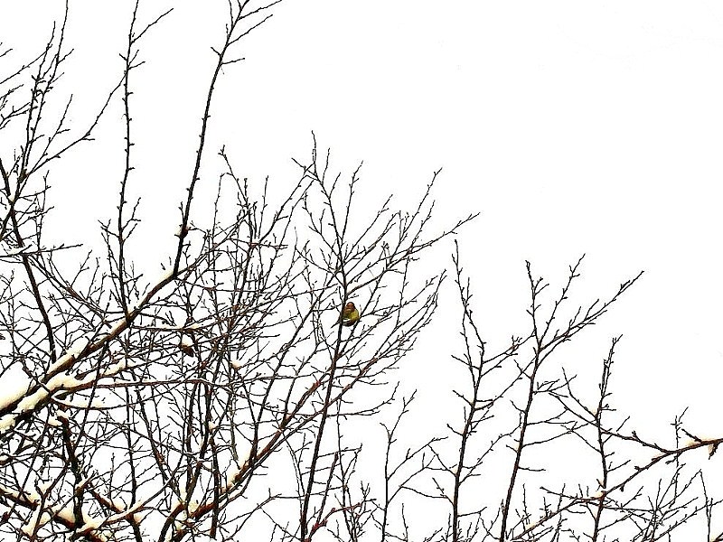 Пичужка яркая сидела