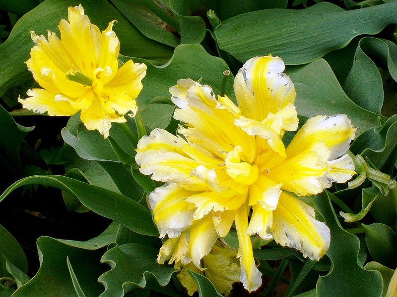 Ты знаешь, как тебя люблю